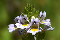 Euphrasia alpina